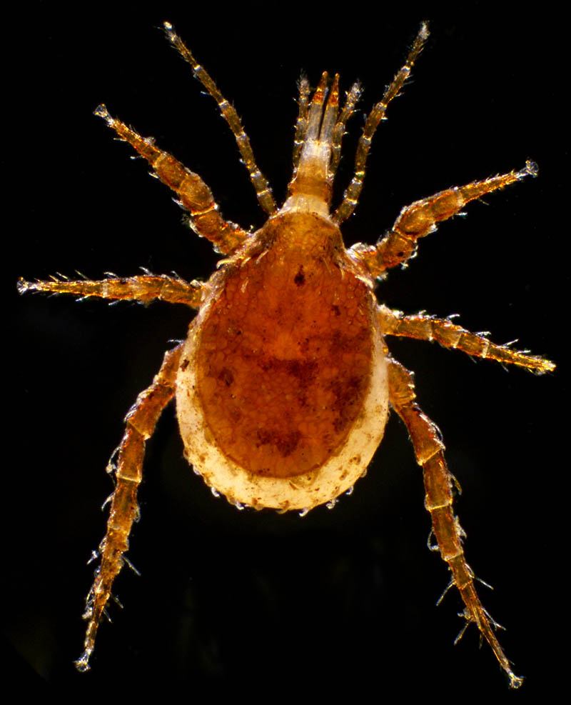 マヨイハエダニ（Macrocheles confusa)