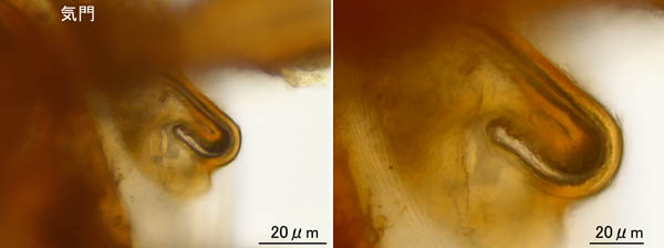 マヨイハエダニ（Macrocheles confusa)