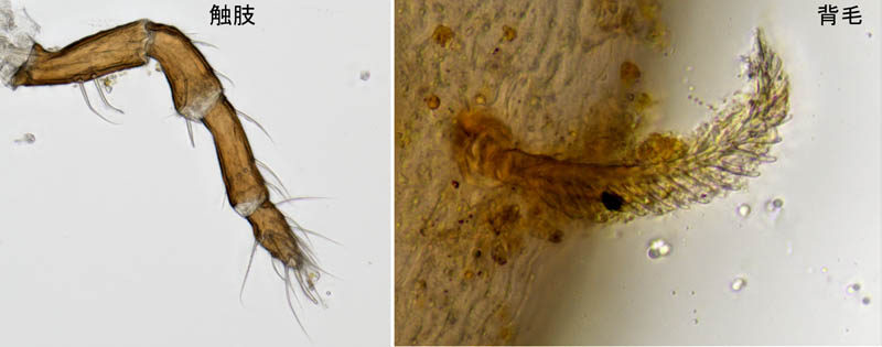 マヨイハエダニ（Macrocheles confusa)