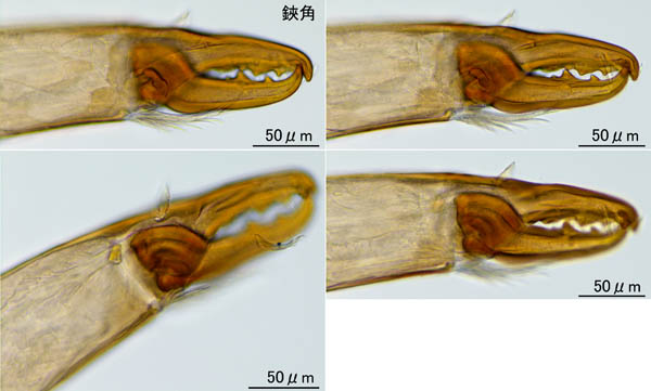 マヨイハエダニ（Macrocheles confusa)