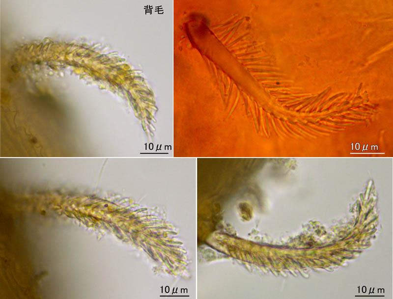 マヨイハエダニ（Macrocheles confusa)