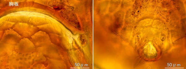 マヨイハエダニ（Macrocheles confusa)