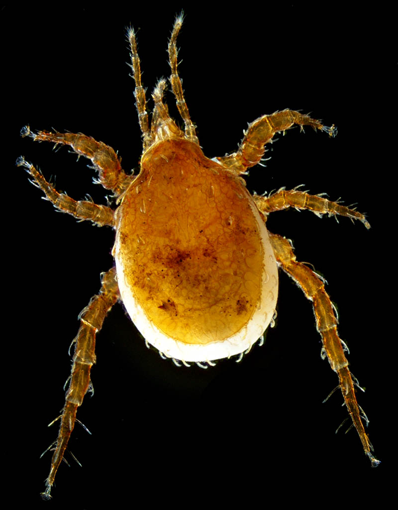 マヨイハエダニ（Macrocheles confusa)