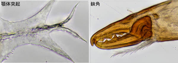 マヨイハエダニ（Macrocheles confusa)