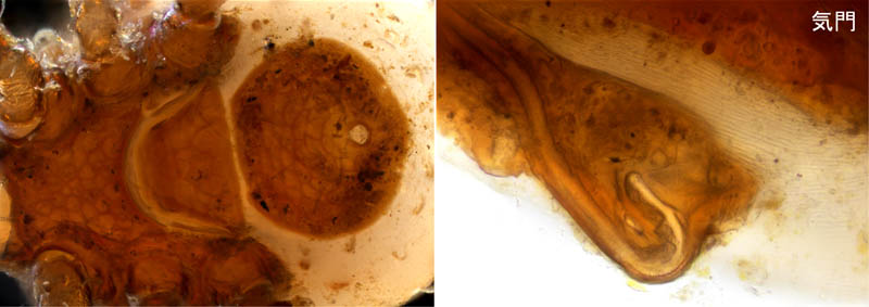マヨイハエダニ（Macrocheles confusa)