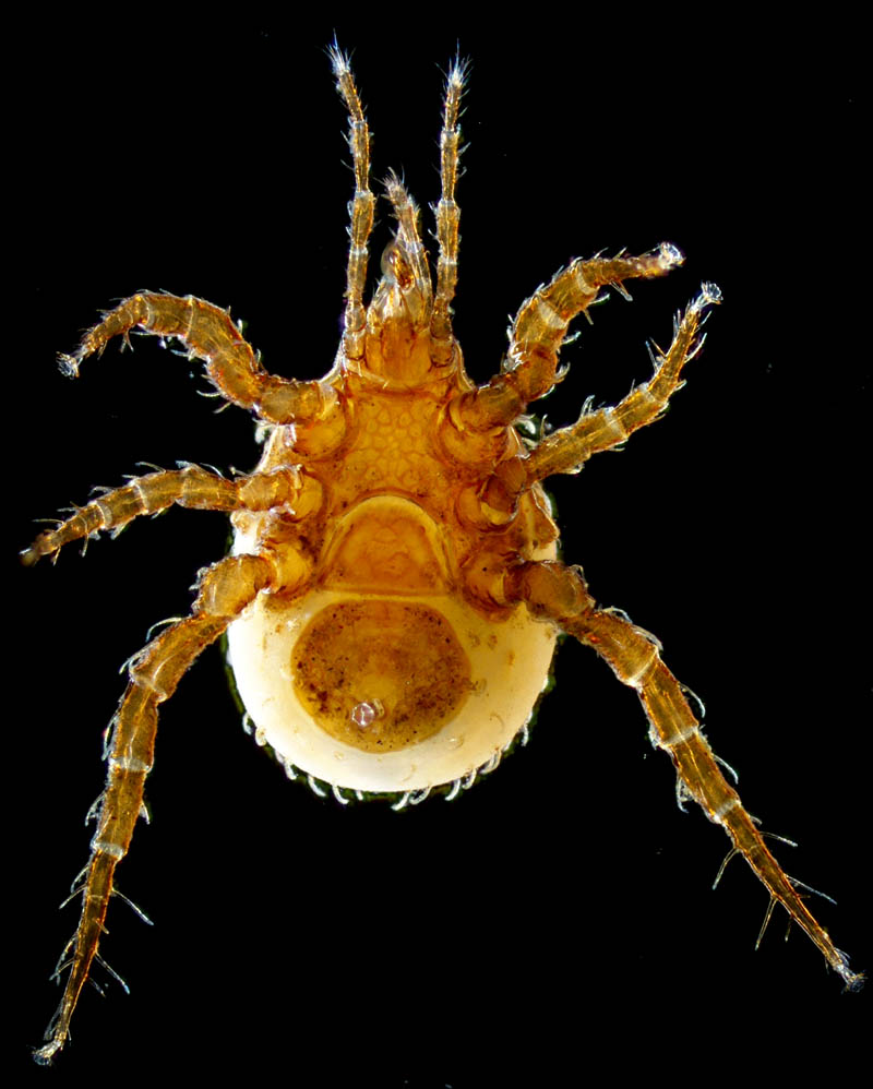 マヨイハエダニ（Macrocheles confusa)