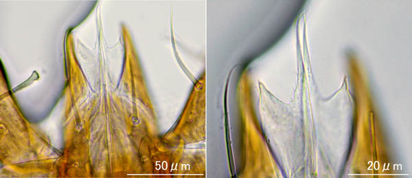 スギタテハエダニ（Macrocheles punctatus）