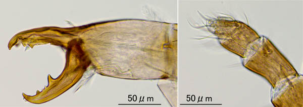 スギタテハエダニ（Macrocheles punctatus）