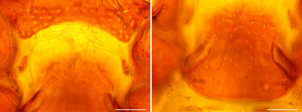 スギタテハエダニ（Macrocheles punctatus）