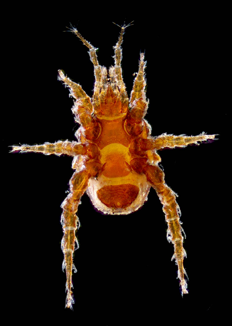 スギタテハエダニ（Macrocheles punctatus）