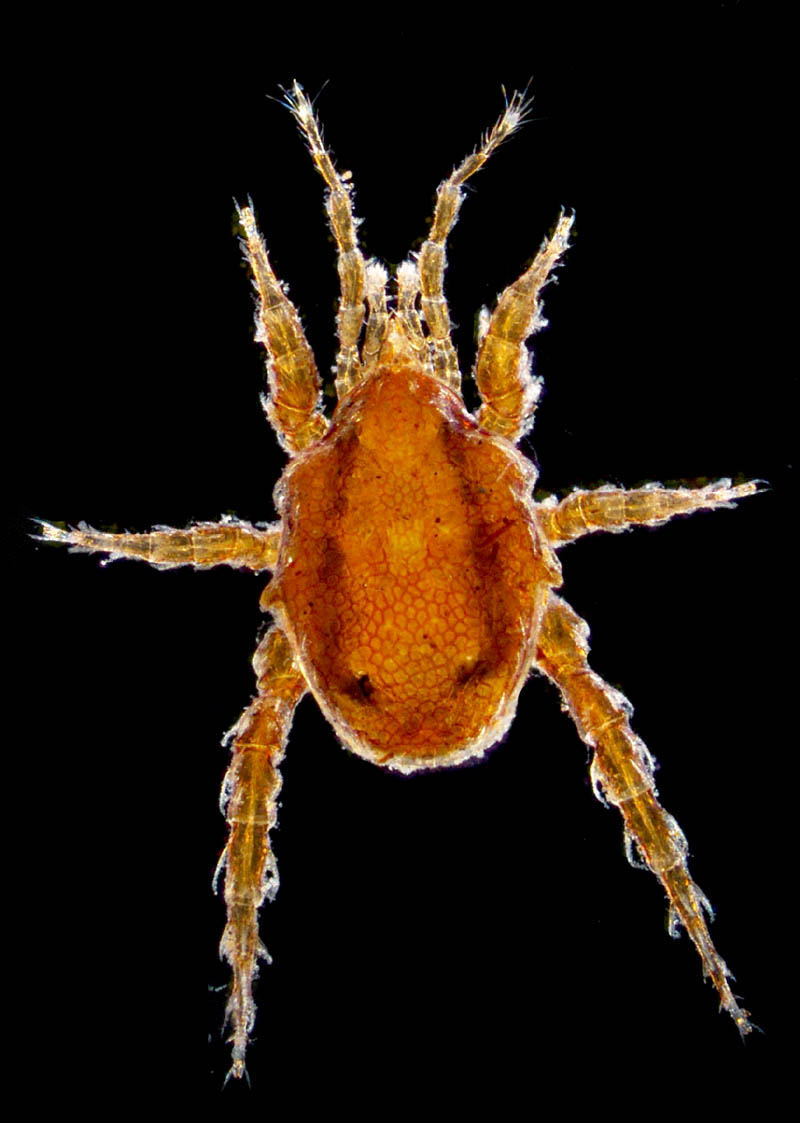 スギタテハエダニ（Macrocheles punctatus）