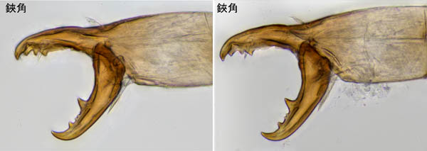 スギタテハエダニ（Macrocheles punctatus）