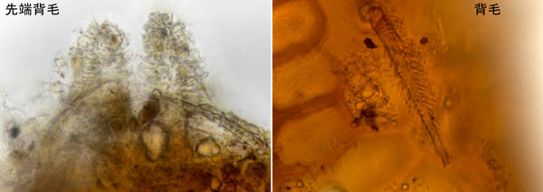 スギタテハエダニ（Macrocheles punctatus）