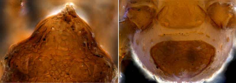 スギタテハエダニ（Macrocheles punctatus）