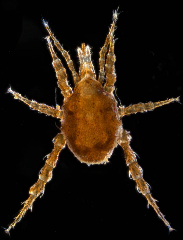 スギタテハエダニ（Macrocheles punctatus）