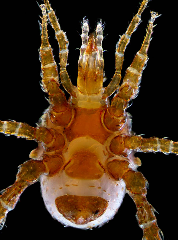 スギタテハエダニ（Macrocheles punctatus）