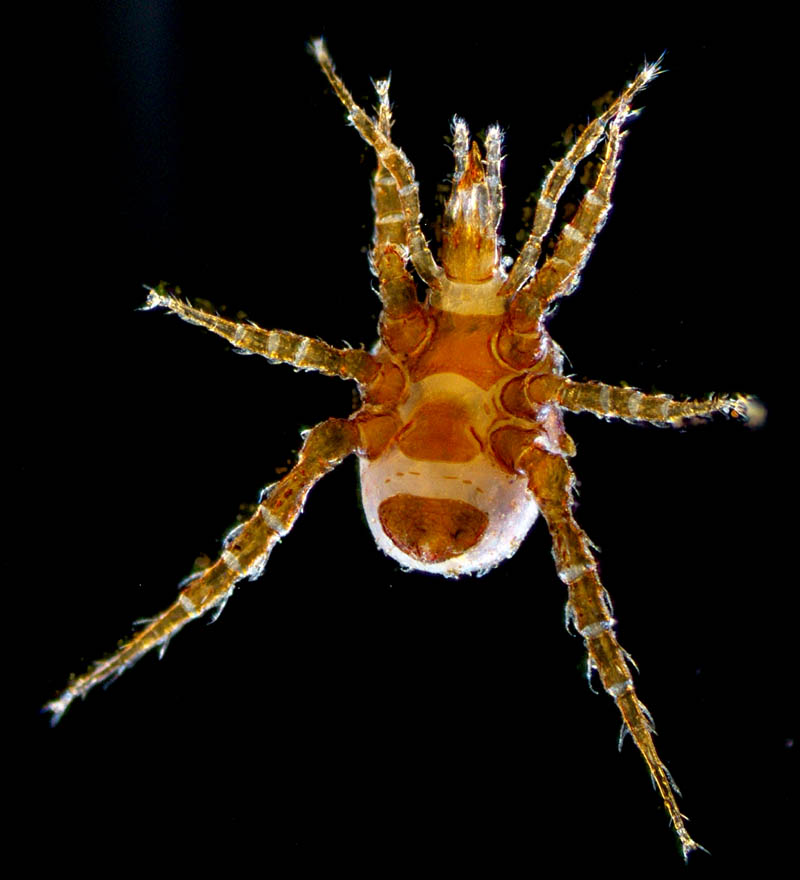 スギタテハエダニ（Macrocheles punctatus）