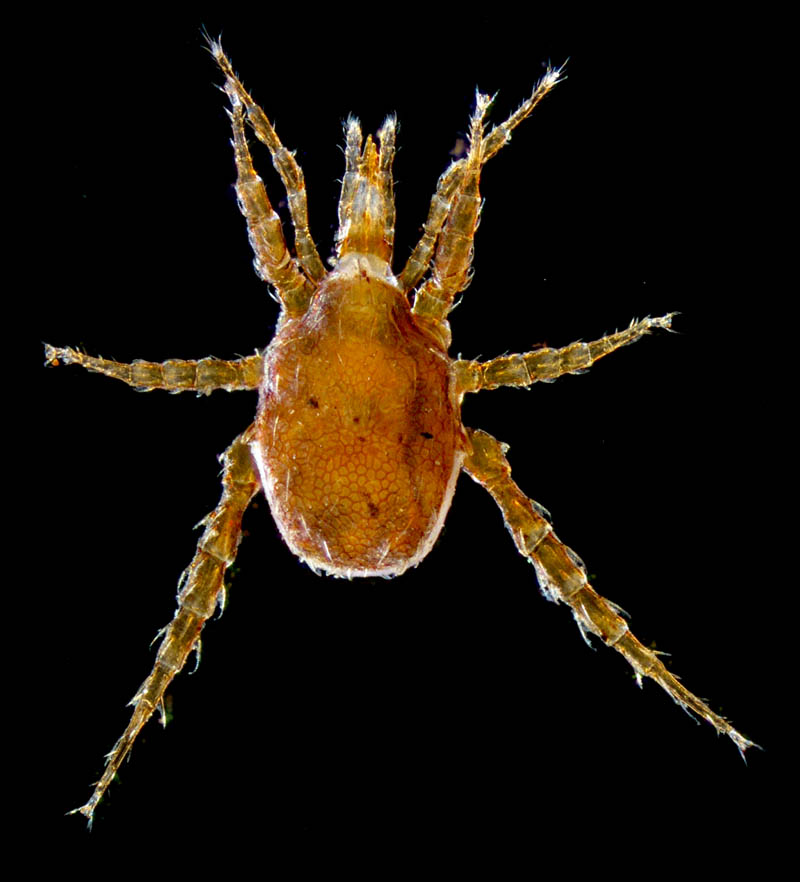 スギタテハエダニ（Macrocheles punctatus）
