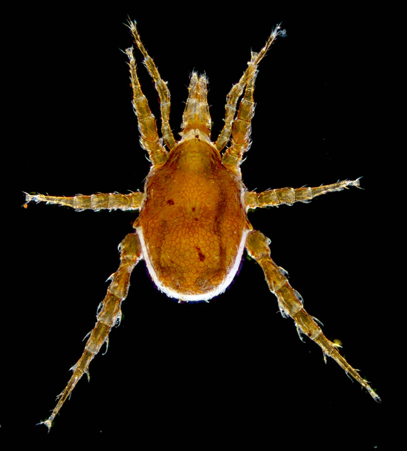 スギタテハエダニ（Macrocheles punctatus）