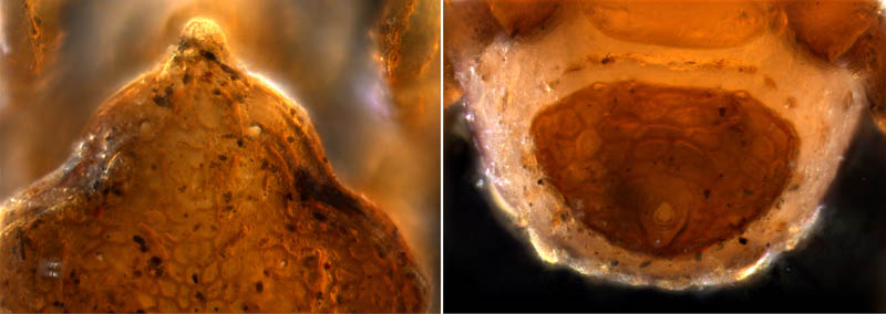 スギタテハエダニ（Macrocheles punctatus）