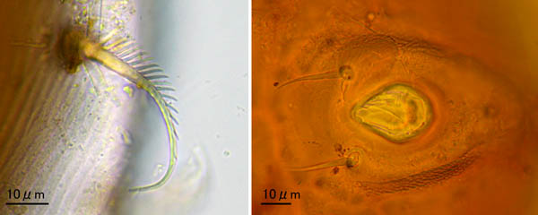 スギタテハエダニ（Macrocheles punctatus）