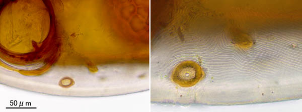 スギタテハエダニ（Macrocheles punctatus）