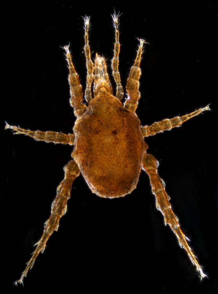 スギタテハエダニ（Macrocheles punctatus）