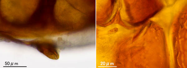 スギタテハエダニ（Macrocheles punctatus）