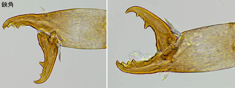 スギタテハエダニ（Macrocheles punctatus）