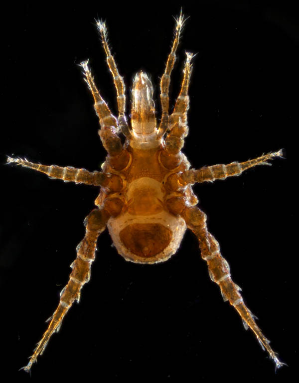 スギタテハエダニ（Macrocheles punctatus）