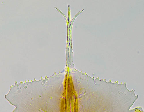 スギタテハエダニ（Macrocheles punctatus）