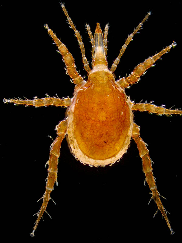 クチナガハエダニ属の1種（Holostaspella sp.B