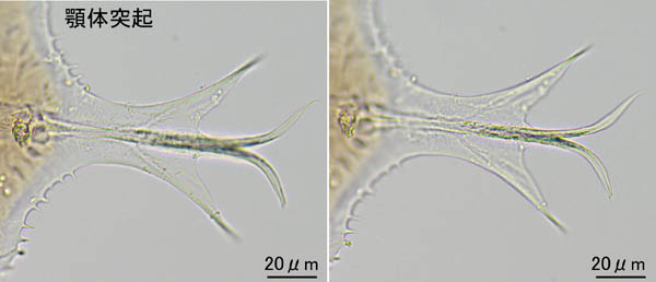 クチナガハエダニ属の1種（Holostaspella sp.B