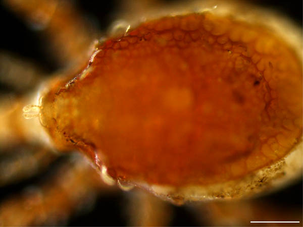 クチナガハエダニ属の1種（Holostaspella sp.B