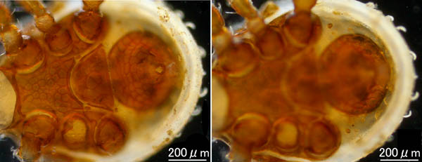 クチナガハエダニ属の1種（Holostaspella sp.B