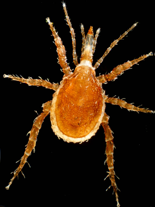 クチナガハエダニ属の1種（Holostaspella sp.B