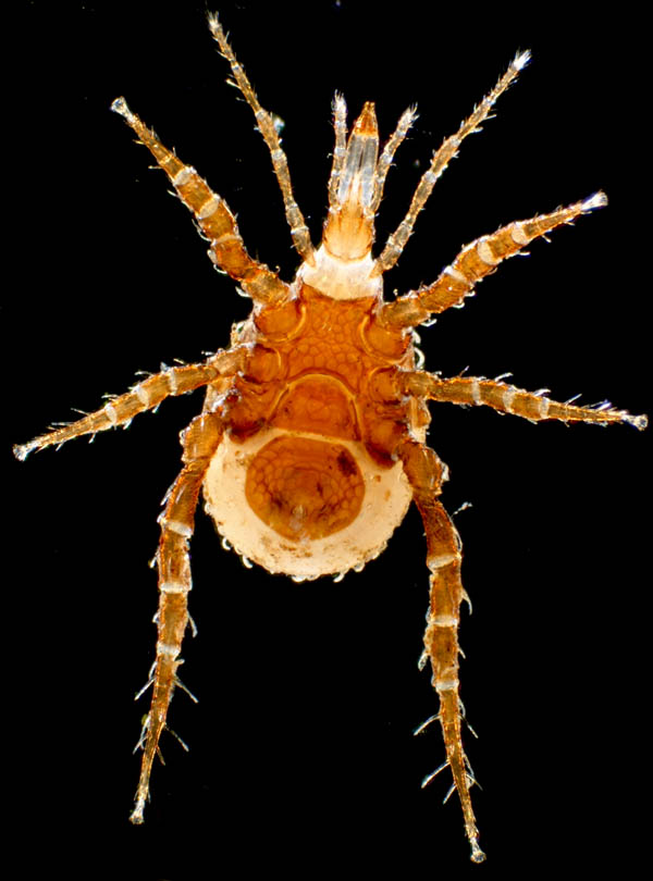 クチナガハエダニ属の1種（Holostaspella sp.B