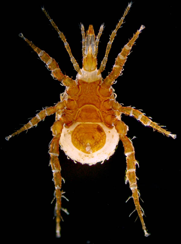 クチナガハエダニ属の1種（Holostaspella sp.B