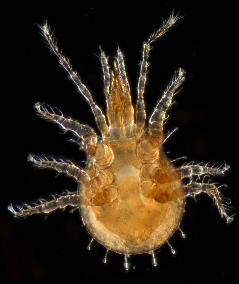 ヘラゲホコダニ属の1種 (Holaspulus sp.)