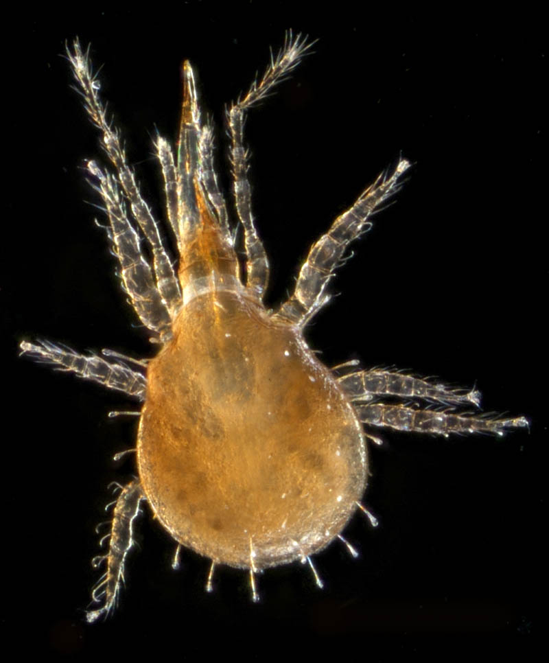 ヘラゲホコダニ属の1種 (Holaspulus sp.)