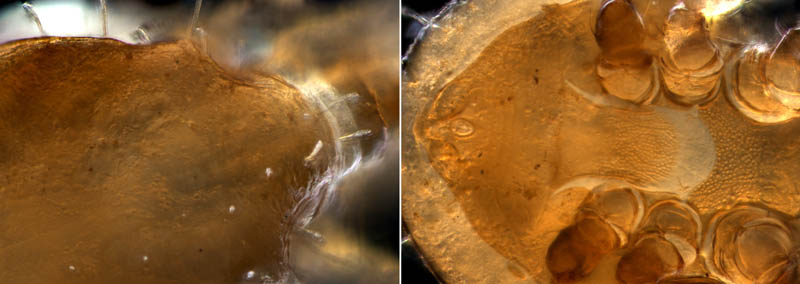 ヘラゲホコダニ属の1種 (Holaspulus sp.)