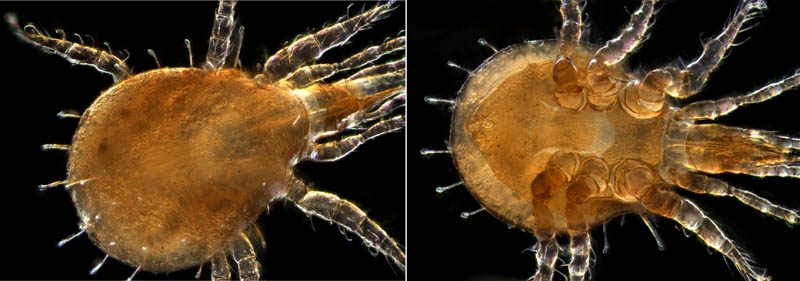 ヘラゲホコダニ属の1種 (Holaspulus sp.)