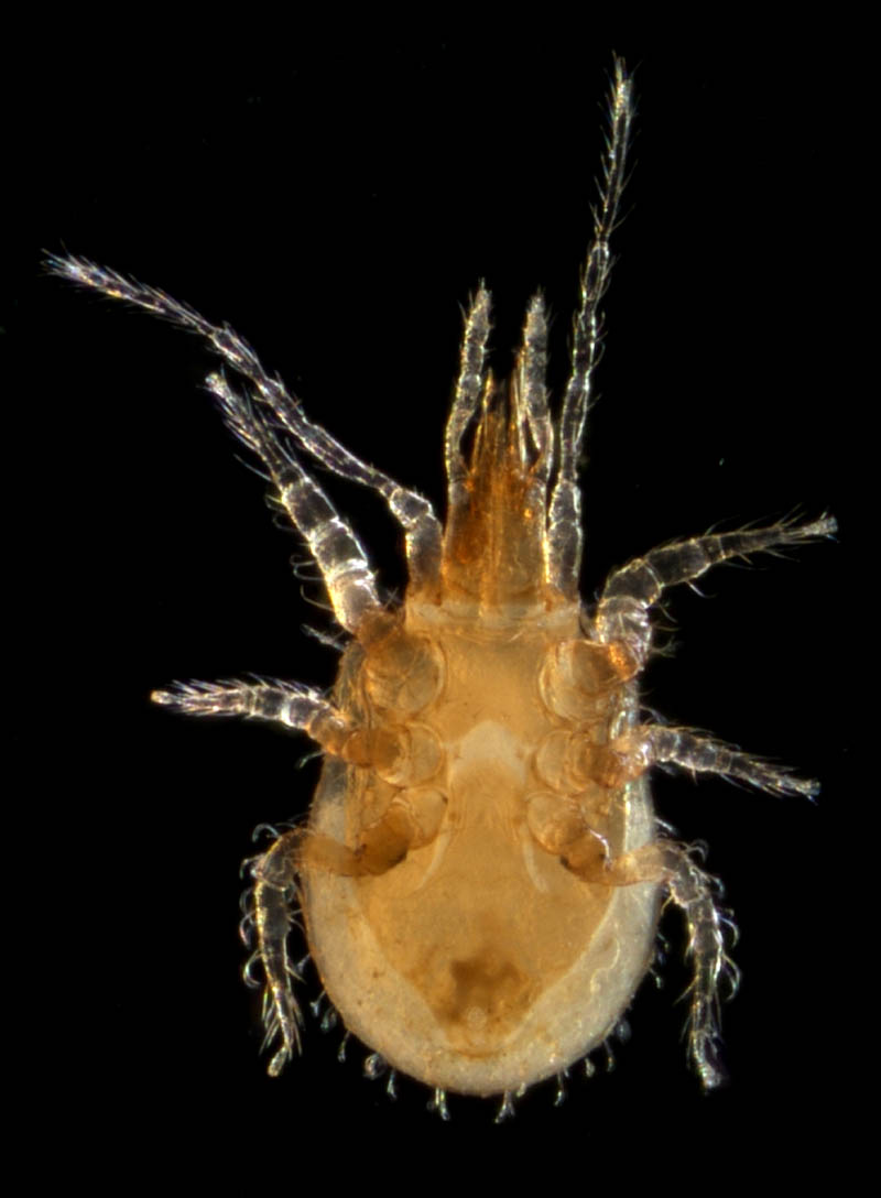 ヘラゲホコダニ属の1種 (Holaspulus sp.)