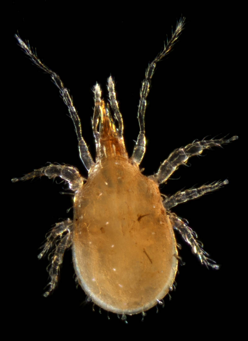 ヘラゲホコダニ属の1種 (Holaspulus sp.)