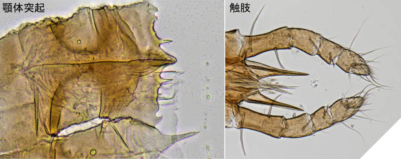 ヘラゲホコダニ属の1種 (Holaspulus sp.)