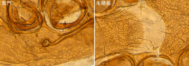ヘラゲホコダニ属の1種 (Holaspulus sp.)