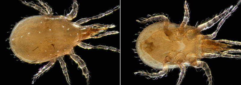 ヘラゲホコダニ属の1種 (Holaspulus sp.)