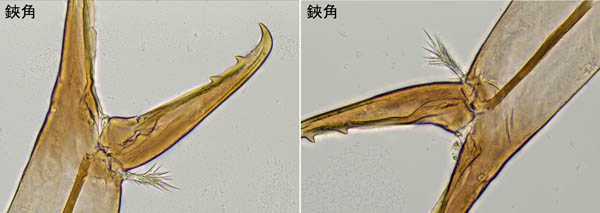 ヘラゲホコダニ属の1種 (Holaspulus sp.)