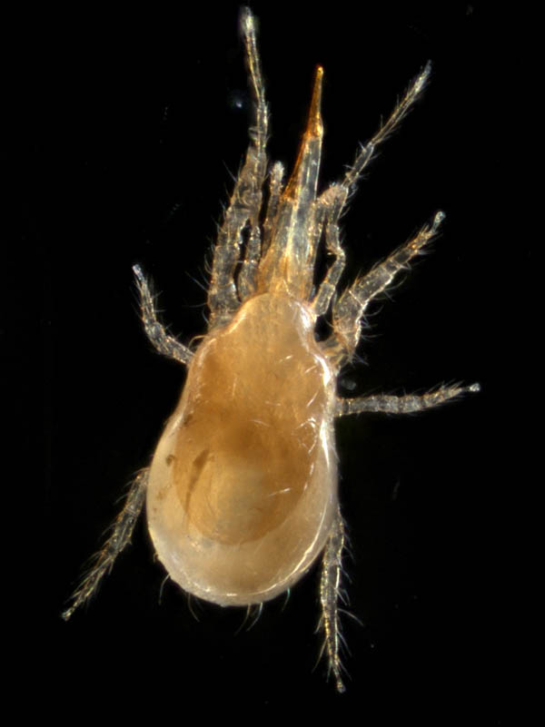 ホコダニ属の1種(Holaspina sp.A)