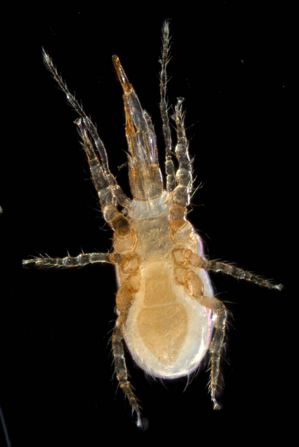 ホコダニ属の1種(Holaspina sp.A)